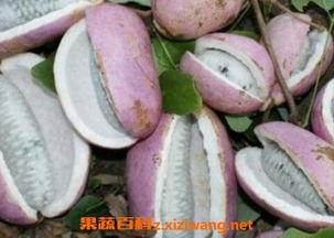 开阳八月瓜免费吃,免费品尝大自然的馈赠
