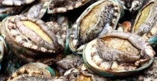 鲍鱼最新爆料图片,神秘图片揭示惊人内幕