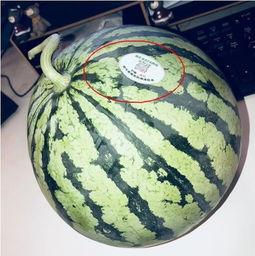 威海吃瓜网红,威海网红吃瓜达人带你探秘当地美食圈