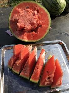 威海吃瓜网红,威海网红吃瓜达人带你探秘当地美食圈