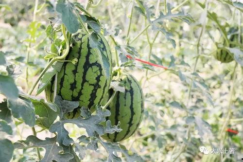 威海吃瓜网红,威海网红吃瓜达人带你探秘当地美食圈