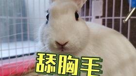 网红驯鹿吃瓜是真的吗,真相揭秘