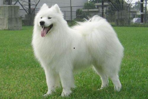 新春萨摩耶犬技能爆料视频,萌犬新技能惊艳亮相