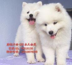 新春萨摩耶犬技能爆料视频,萌犬新技能惊艳亮相