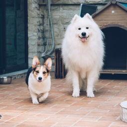 新春萨摩耶犬技能爆料视频,萌犬新技能惊艳亮相