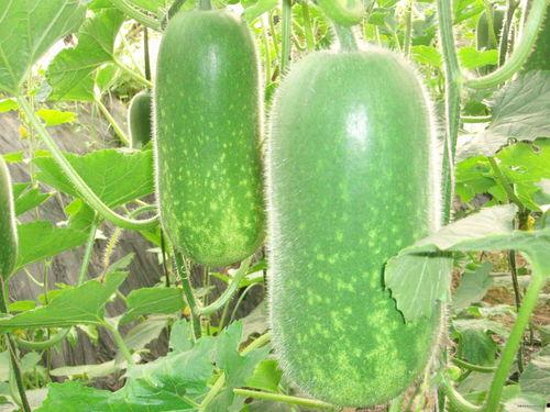 网红旅游吃瓜走红图片大全,盘点那些爆笑走红图片大全