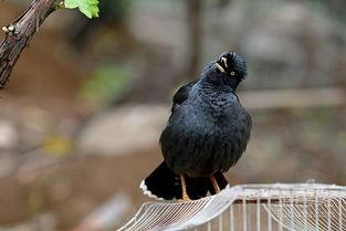 装修八哥爆料视频大全图片,视频大全图片解析装修全攻略