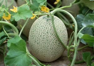 电影吃哈密瓜视频大全免费观看,免费观影，尽享甜蜜时光